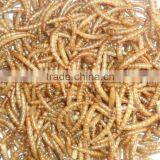 Aquarium Fish Food Mealworms(2.8cm), Pigeon Feed Mealworms thumbnail-1