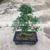 Zanthoxylum Odorum Bonsai S Shape thumbnail-5