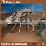 2016 life size dinosaur skeleton dinosaur fossil for outdoor playground