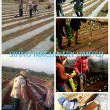 Cheap Price Manual Vegetable Transplanter/Planting Machine/Onion Transplanting Machine +86-18006107858 thumbnail-2
