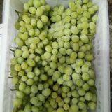 Fresh Fruit/Apple thumbnail-4