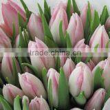 Cheap Best-Selling pink tulip