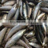 Frozen Sardine Fish thumbnail-3