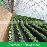 Cucumber Strawberry Cheap Greenhouse thumbnail-1