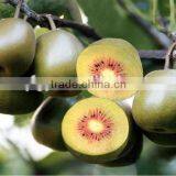 Kiwi Fruit thumbnail-4