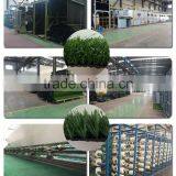 Football Aritificial Grass for Soccer Field With Best Quality thumbnail-6