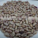 HIGH-PURITY ROUND SPECKLED KIDNEY BEANS FROM CHINA thumbnail-1