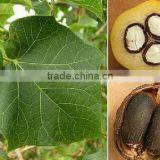 High Quality Tree Seeds Buy Jatropha Seeds