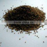 Indian Bishop's Weed thumbnail-1