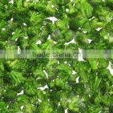 IQF Healthy Vegetable Products Frozen Vegetables Pinguin Broccoli in Hot Sales thumbnail-3