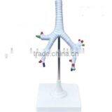 The Trachea,bronchi and Bronsho-pulmonary Segments