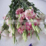 High Quality Fresh Cut Flowers Eustoma From Flower Plating Base thumbnail-5