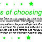 Granular Npk Compound Fertilizer 20-20-20 thumbnail-6