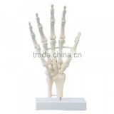 China human hand bone model for teaching