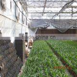 Natural Ventilation Green House for Vegetables thumbnail-6