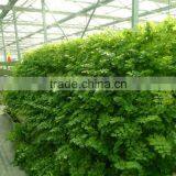 Heat Resistant Transparent Clear Greenhouse Glass thumbnail-2