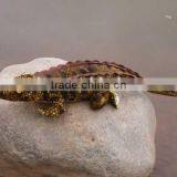 Sea Animal Crocodile Plush Toy thumbnail-1