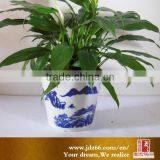 Bulk Buy From China Ceramic Cup Shaped Flower Pot thumbnail-4