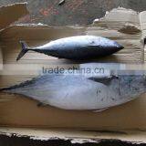 Whole Round Tuna Fish thumbnail-1