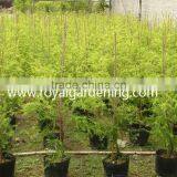 Melaleuca Bracteata Ornamental Plants thumbnail-1