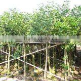 Erythrina Crista Grower thumbnail-1