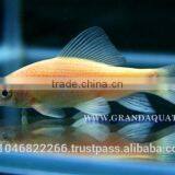 Black Shark Albino Fish Farm For Sale / Aquarium Fish Thailand thumbnail-1