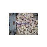 5.5cm Garlic in Mesh Bag thumbnail-1