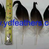 Mallard Duck Curled Tail Feather From China thumbnail-1
