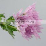Quality New Coming Fresh Pink Chamomile Chrysanthemum thumbnail-4