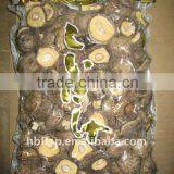 Shiitake Mushroom Cultivation thumbnail-3