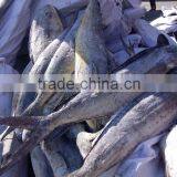 Frozen Mahi-mahi Fish WR Scientific Name Coryphaena Hippurus thumbnail-5