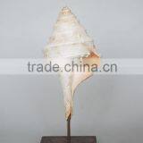 Antique Ornaments Decoration Conch thumbnail-1