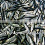 Frozen Canned Sardine thumbnail-2