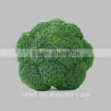 2014 New-bred Hybrid Broccoli Seeds SXB No.1