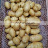 Fresh Potato thumbnail-5