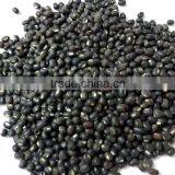 Black Mapte Beans thumbnail-1