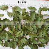 bay leaf powder Turkish Bay Laurel Leaf ( best Bright Natural Green Color ) 4-7 cm , 5-10cm