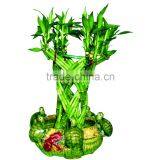 Basket Shaped Lucky Bamboo Air Bonsai Tree Dracaena Sanderiana Indoor Aquatic Feng Shui Plants Nursery Garden Decoration thumbnail-5