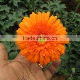 Orange Gerbera Flowers thumbnail-1