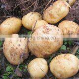 fresh potato(2010 crop)
