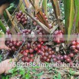 Vietnam High Quality Black Cardamom thumbnail-5