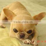 Plant for Making Bird Food thumbnail-2