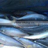 Grade A Frozen Pacific Mackerel thumbnail-2
