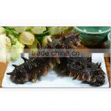 Sugar-Free Sea Cucumber Type thumbnail-3