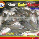 FROZEN SHORT BODY MACKEREL WHOLE ROUND thumbnail-6