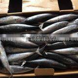 Frozen Fish Bonito/ Skipjack/ Tuna Whole Round 200g+ thumbnail-1