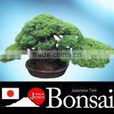 a Heart Feels Relaxed and High Quality Cheap Bonsai Pots Tree With Eco-friendly Made in Japan thumbnail-1