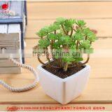 Wholesale China Succulent Plants With Pots thumbnail-1