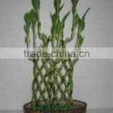 Lucky bamboo Dracaena Sanderiana