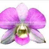 Thailand Top Quality OR-020 Dendrobium Orchid thumbnail-1